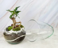 Kit terrarium plante diy bonsairium