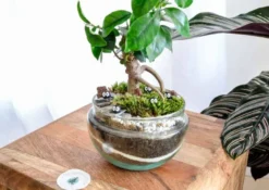 Kit terrarium plante diy bonsairium