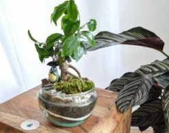 Kit terrarium plante diy bonsairium