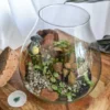 Kit terrarium plante diy canopée