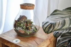 Kit terrarium plante diy canopée