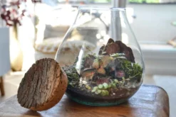 Kit terrarium plante diy canopée