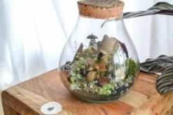 Kit terrarium plante diy canopée