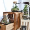 Kit terrarium plante diy 1 plante