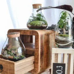 Kit terrarium plante diy 1 plante