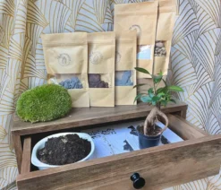 Kit terrarium plante diy 1 plante