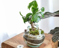 Kit terrarium plante diy 1 plante