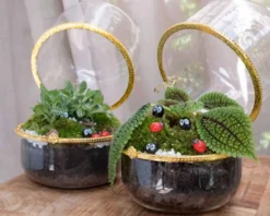 Kit terrarium plante marry green