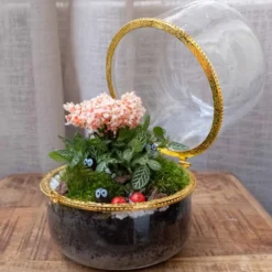 Kit terrarium plante marry green