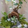 Kit terrarium 2 plantes diy bodhium