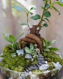 Kit terrarium 2 plantes diy bodhium