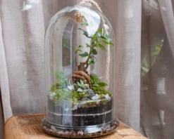 Kit terrarium 2 plantes diy bodhium