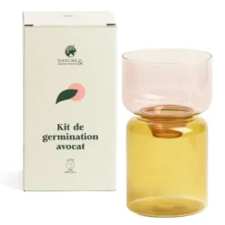 Kit vase de germination spécial noyau d'avocat en verre transparent
