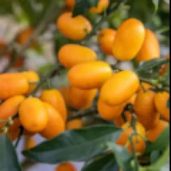 Kumquatier grande 9 l -140-160 cm