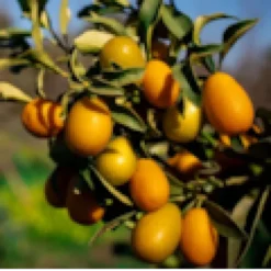 Kumquatier pequeno 9 l 140-160 cm