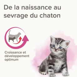 Lait maternisé chaton - beaphar