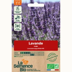 Lavande officinale bio
