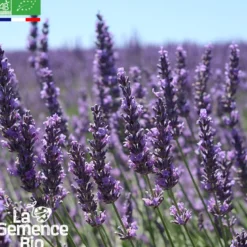 Lavande officinale bio