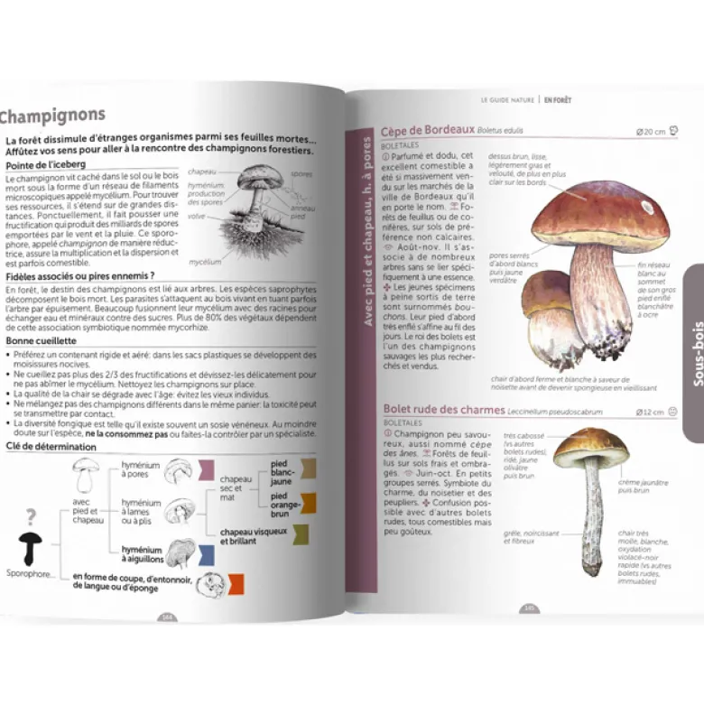 Le guide nature En forêt