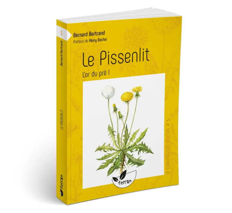 Le pissenlit, l'or du pré !
