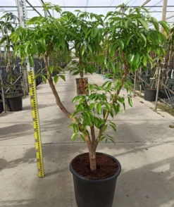 Litchi kwai may rose 7 l 40-60 cm