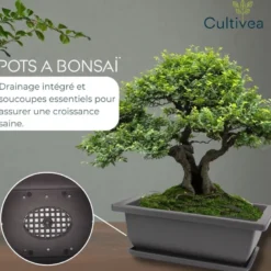 Lot de 10 pots bonsaï