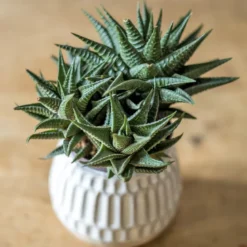 Lot de 2 succulentes faciles à vivre