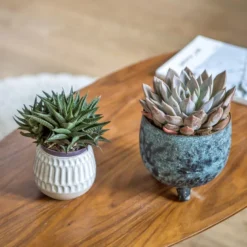 Lot de 2 succulentes faciles à vivre