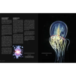 L'univers & la Vie
