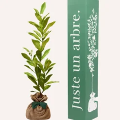 Magnolia etolié - idée cadeau