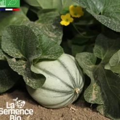 Melon charentais superprécoce du roc - védrantais - graines bio