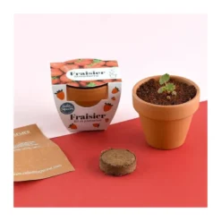 Mini kit 6 cm - fraise