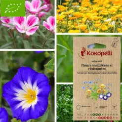 Mélange fleurs mellifères et résistantes- graines bio à semer