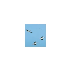 Mobile lucky storks