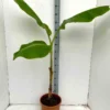 Musa dajiaobanane comestible 2 l 20-40 cm