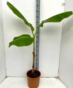 Musa dajiaobanane comestible 2 l 20-40 cm