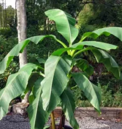 Musa dajiaobanane comestible 2 l 20-40 cm