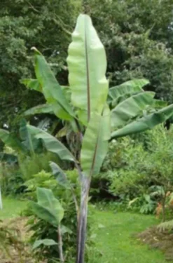 Musa nagensium 6 l 100-120 cm