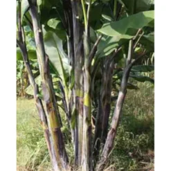 Musa nagensium 6 l 100-120 cm