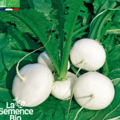 Navet plat blanc bio