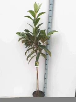 Néflier du japon 30 l -160-180 cm