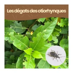 Nématodes hb - 6 arbustes - otiorhynques - 3 millions