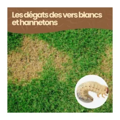 Nématodes hb - 10 m² - vers blanc hannetons - 5 millions