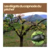 Nématodes sc - 1 arbre - capnode du pêcher - 5 millions