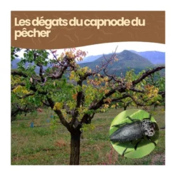 Nématodes sc - 1 arbre - capnode du pêcher - 5 millions