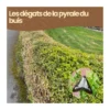 Nématodes sc - 3 arbustes - pyrale du buis - 5 millions