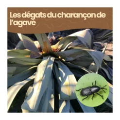 Nématodes sc - 125 m² - charançon de l'agave - 250 millions