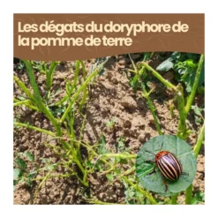 Nématodes sc - 100 m² - doryphore de la pomme de terre - 50m