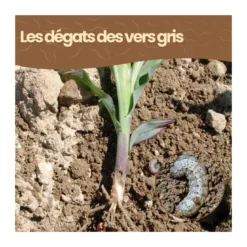 Nématodes sc - 100 m² - vers gris - 50 millions