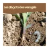 Nématodes sc - 200 m² - vers gris - 100 millions